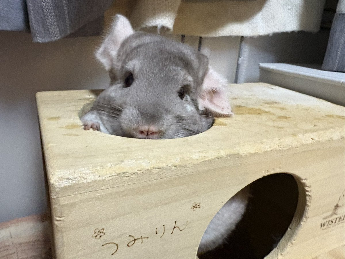 つくね (@Tukune_0116) / Posts / X