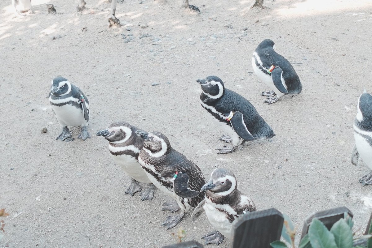 こんばんは。今日は水族館に行ってきました。
揺蕩う海月をゆっくりと眺めて、日向ぼっこしているペンギンさんたちの愛らしさに、思わず笑顔になったりしました。