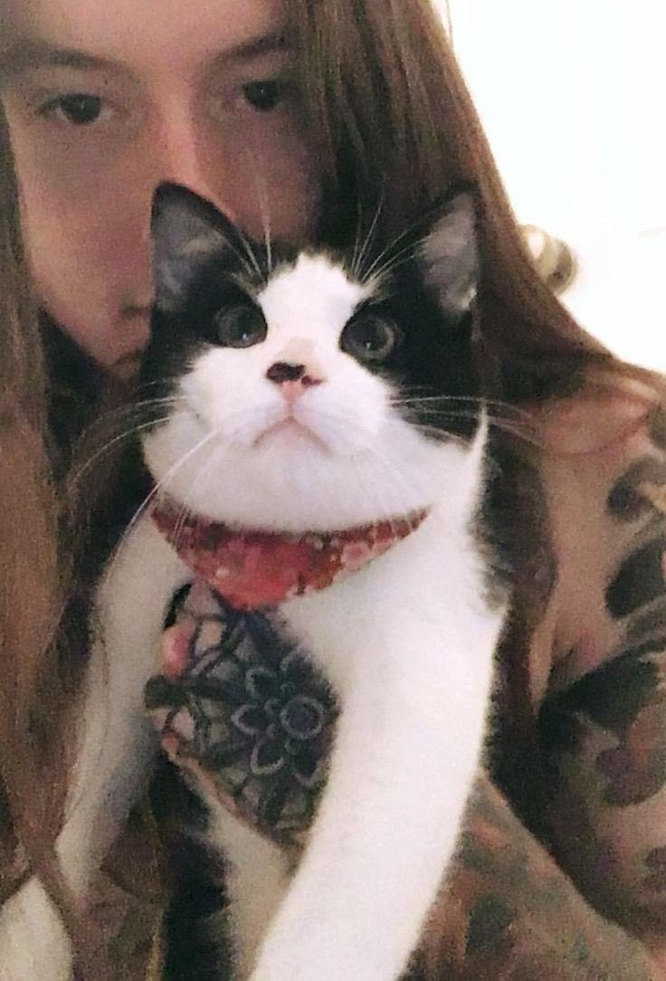 concreteevil's tweet photo. he needs a cat that needs him https://t.co/cxWPYf0j4S
