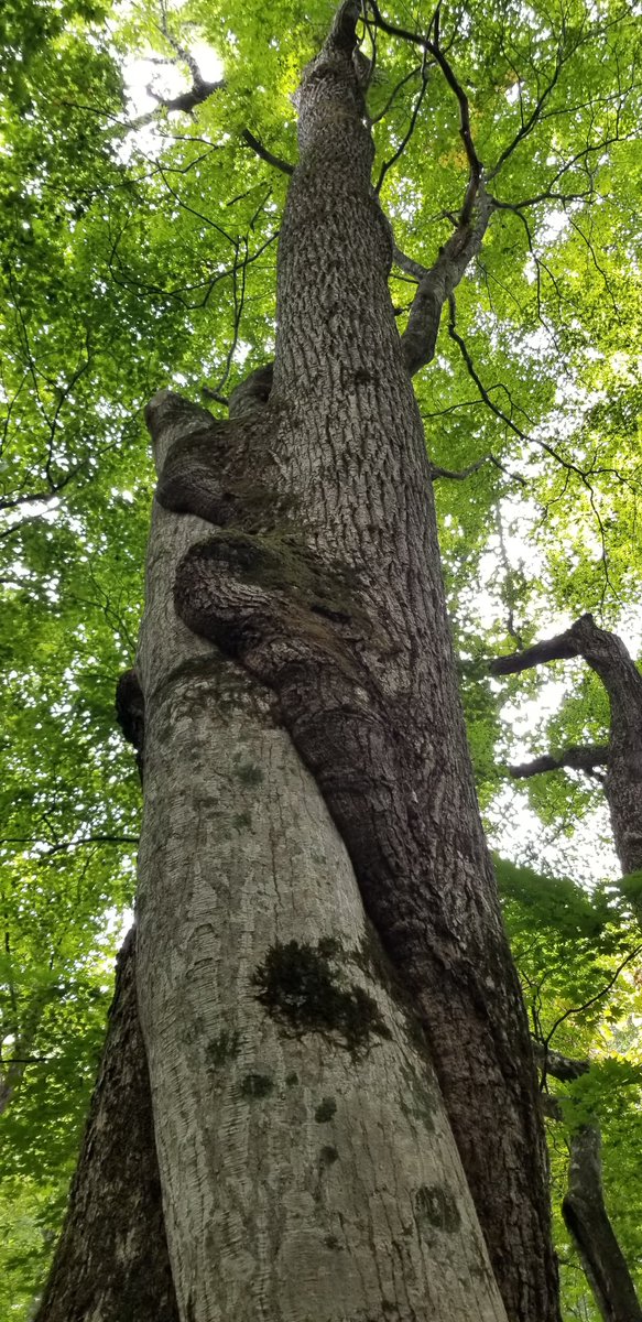 Iwatekko6969's tweet image. ヌン……これはツル植物なのでちょっと違う。

こちらではネッパリ木と呼ぶ、山神様の棚卸しの木は、もっと芸術的にねじれてる。