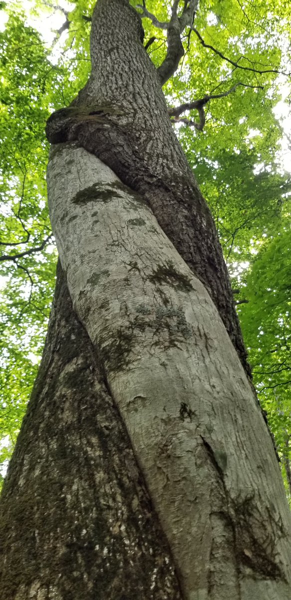 Iwatekko6969's tweet image. ヌン……これはツル植物なのでちょっと違う。

こちらではネッパリ木と呼ぶ、山神様の棚卸しの木は、もっと芸術的にねじれてる。