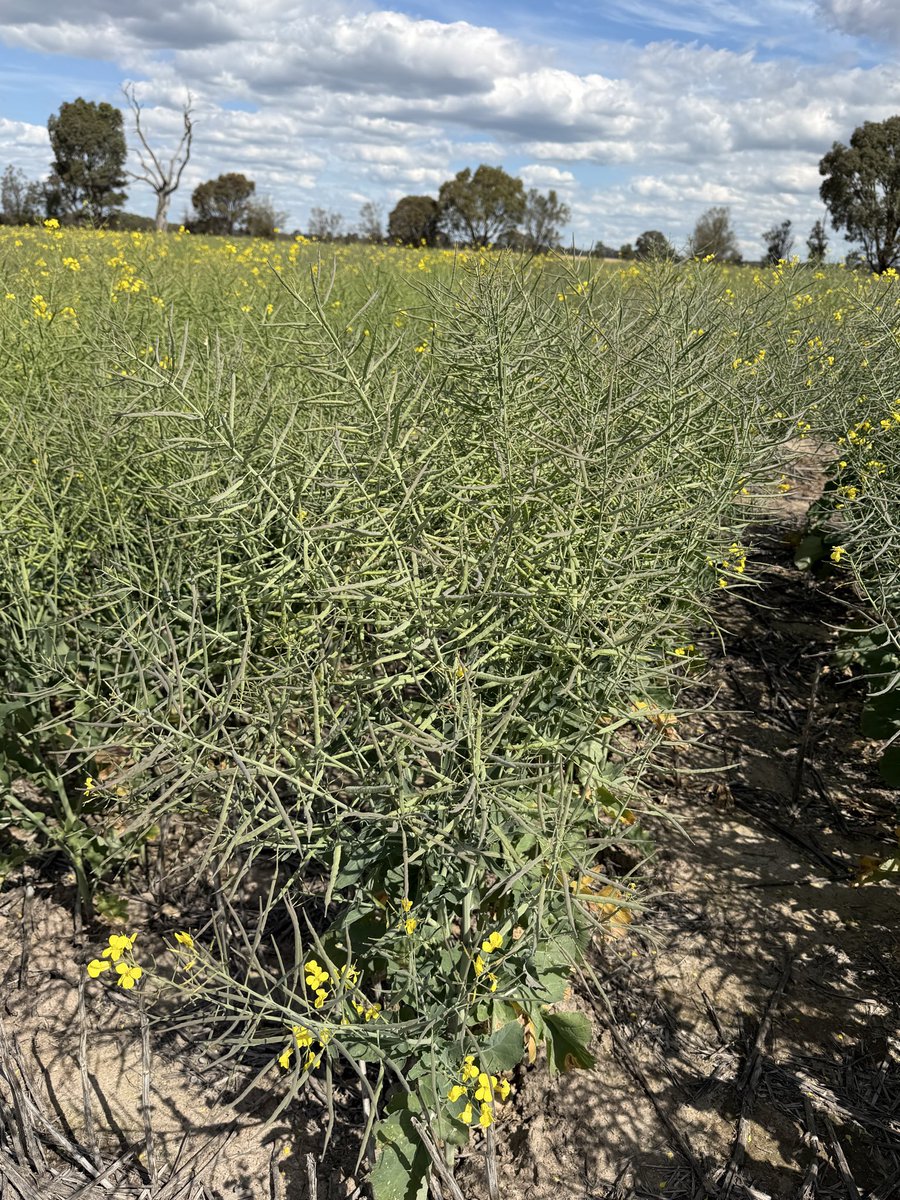 PH 1 &amp; 2 - Majority of available commercial OP CANOLA varieties absolutely SMASHED 😢by BLACKLEG disease in our screening nurseries near Pomonal Vic. PH 3 &amp; 4 - HYBRIDS are CLEAN n GREEN with ADF or ADFH major gene protection &amp; high levels of quantitative resistance. 💪