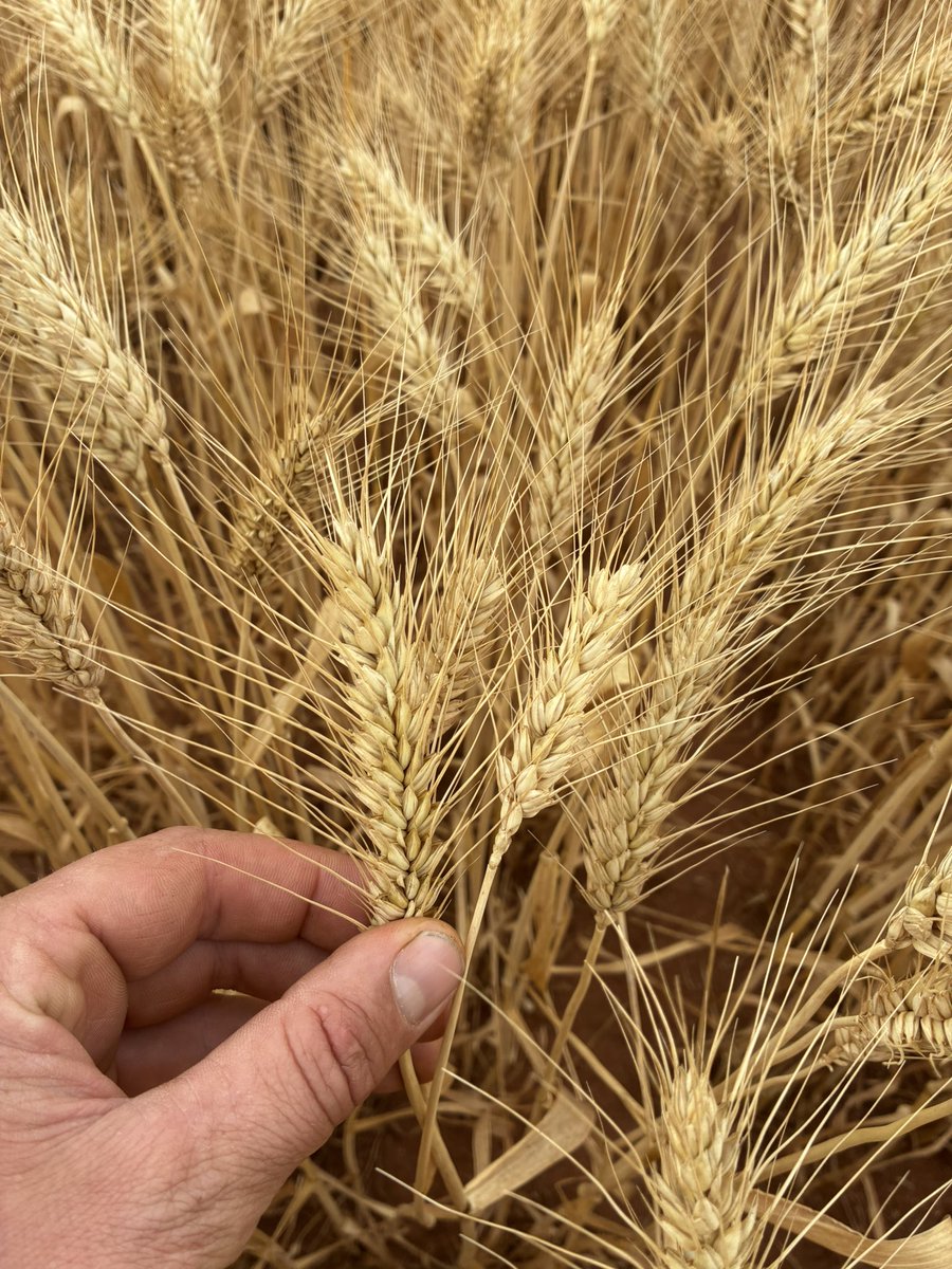 50 and 200kg (left and right) sown late June doing their bit to maximise late sown yield
