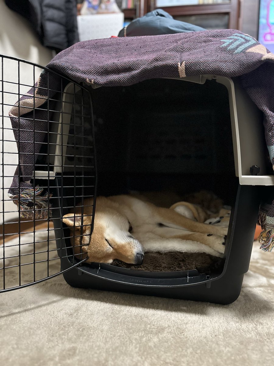 ヤマトは車内で他のわんこ(自分より大きい)を見つけると爆吠えする。
ので、今は助手席だけど車内ハードクレートにするか悩み中。
今あるクレートはデカいからなぁ…ソフトクレートもあるんだけど安全面がな…
車内ハードクレートの方はどんな感じで載せていらっしゃるのか🤔
気になる

#車内クレート