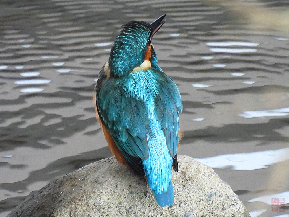 金乃嘴.shinobu/野鳥観察＆鳥雑貨・鳥アクセサリー on X