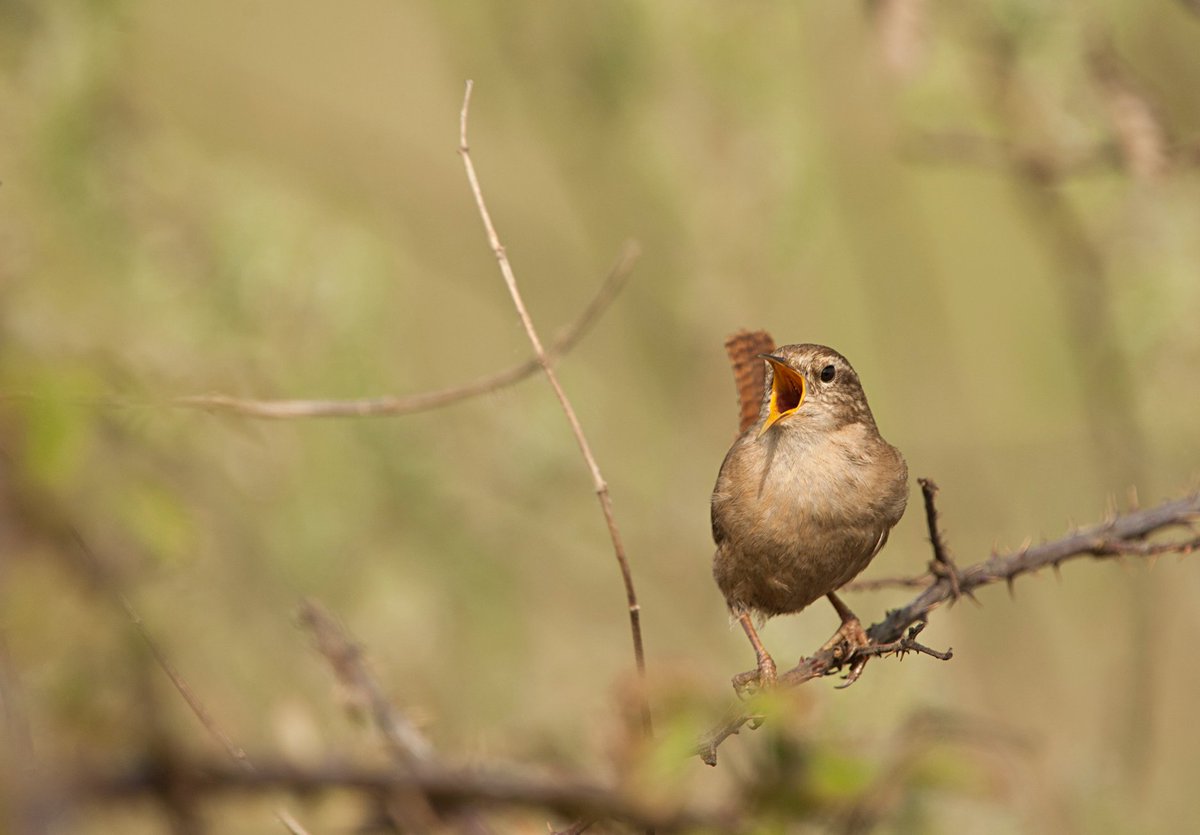 Natures_Voice's tweet image. The Planning Bill is back in the Lords today - and it still falls short of the win-win for nature the Government says it wants.

We’re grateful to the Peers that have stepped up with vital fixes.

But today’s votes help decide whether this Bill truly delivers for nature &amp;amp; people.