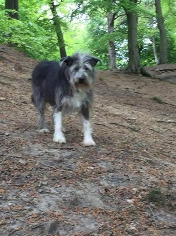 MissingPetsGB's tweet image. 🆘  URGENT‼️ 🆘 

A dog resembling LEXA was involved in an RTA on Rodley Lane #Calverley 24/10/2025 around 5.30pm

Did you see anything?

Was you passing there around this time &amp;amp; have dashcam? 

Do you live in this area? Please can you check your cctv/ ring door bell