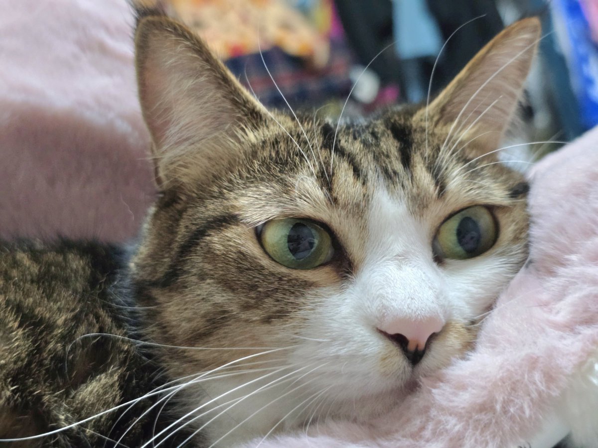 まりもページ Amazon.com: FridayParts Turbocharger 11657636784 11658643129