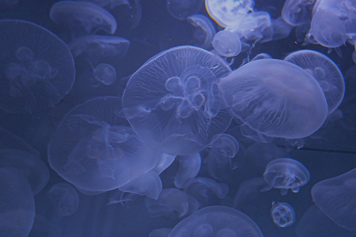 呼吸するくらげ 呼吸するくらげ アカクラゲ｜クラゲのなかま｜浦安水辺の生き物図鑑