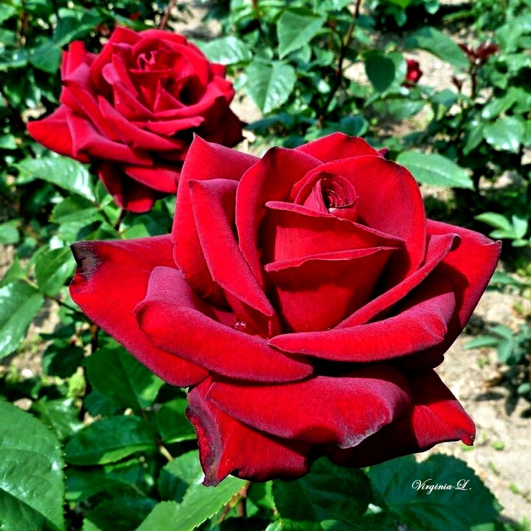 Virginia1Gina's tweet photo. For you, Aimรฉe!
*
Happy Wednesday, everyone!
#autumnred & #RoseWednesday https://t.co/hvdIdPZNUK