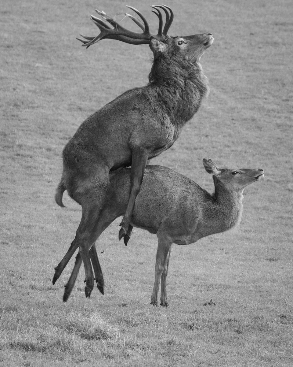 Snapped this mating pair this week.
#deer #ruttingseason #wildlifephotography #outdoorphotography #stag