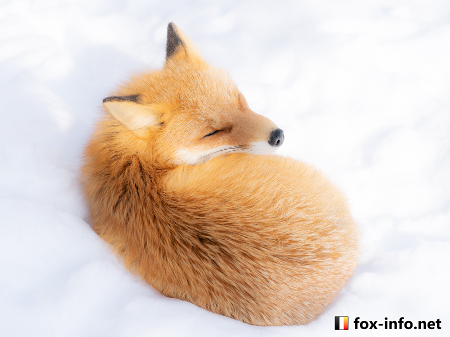 冬狐＊即購入OK キツネ写真館@キツネ飼養中 (@fox_info_net) / Posts / X