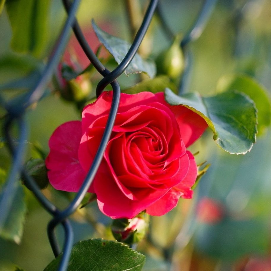 Virginia1Gina's tweet photo. For you, Aimรฉe!
*
Happy Wednesday, everyone!
#autumnred & #RoseWednesday https://t.co/hvdIdPZNUK