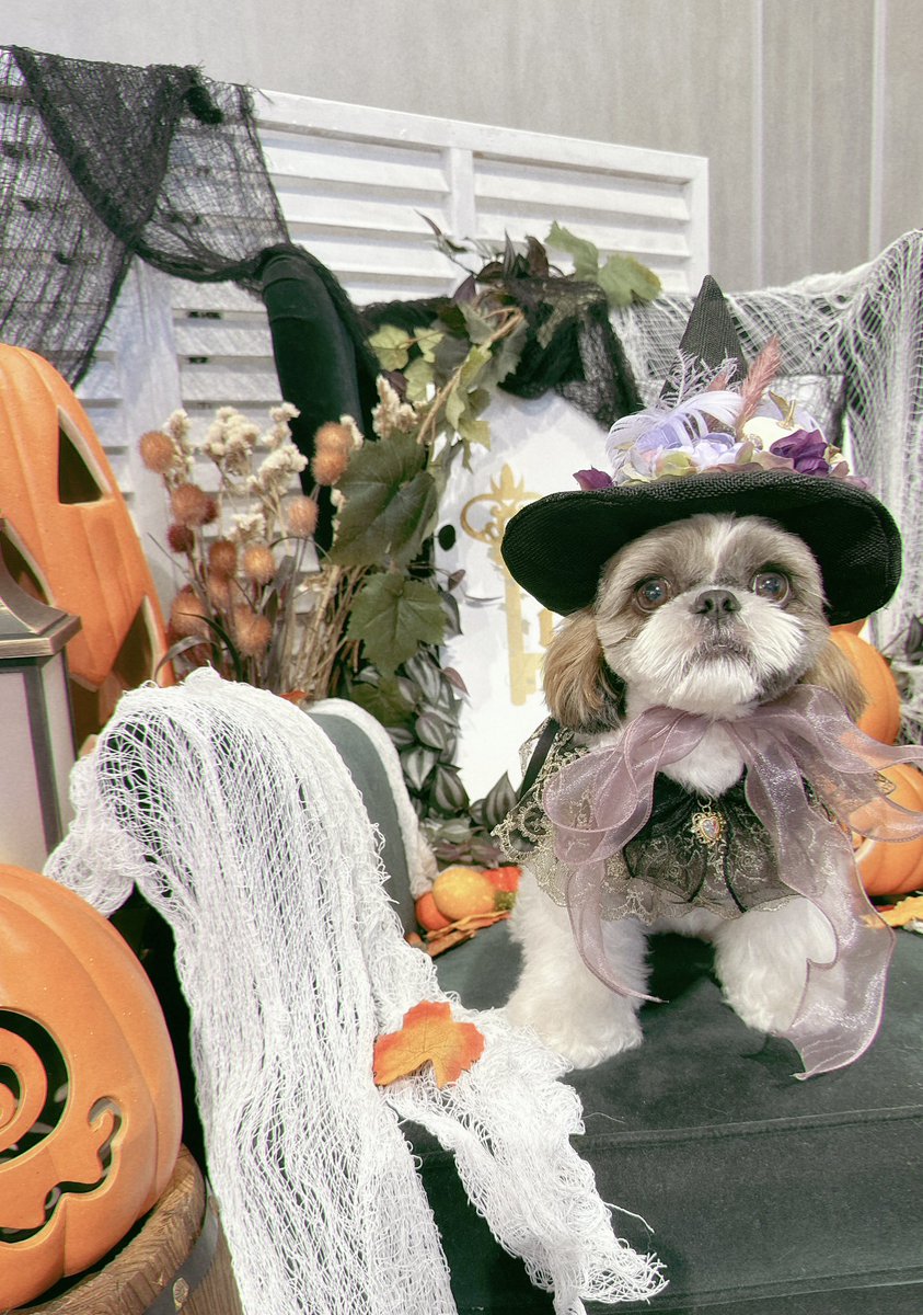 ハロウィンってワクワクするよね🎃

#シーズー #shihtzu 
#Halloween2025