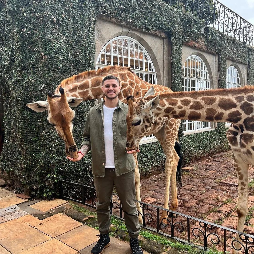 devil_r3ject's tweet image. This is Mauro Icardi feeding giraffes all the way from Europe to Nrb ke. Tupatane giraffe center weekend