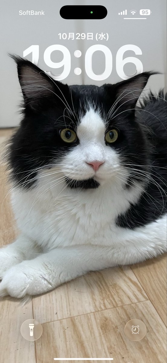 きじねこ きじとらねこ64 on X