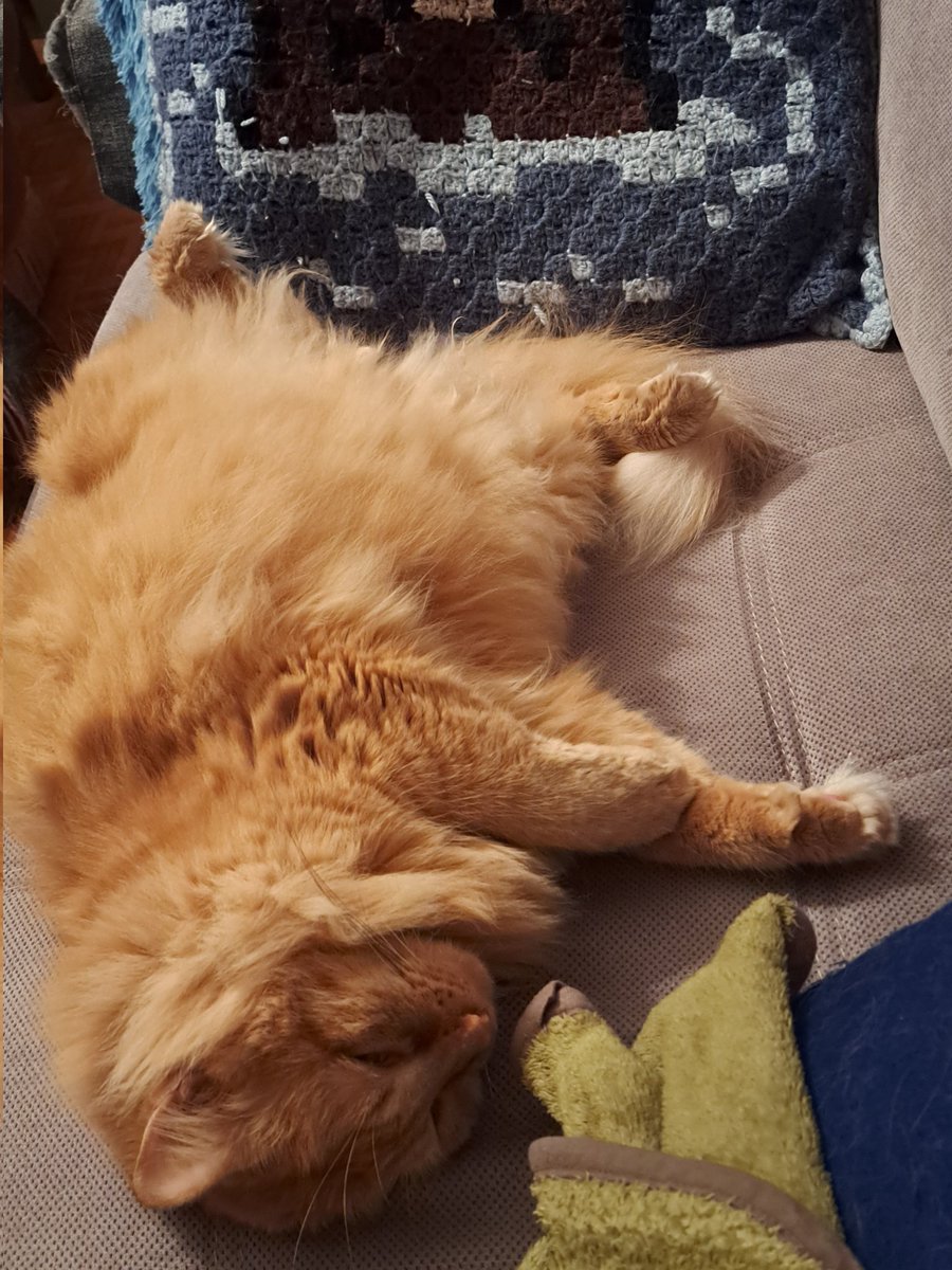 Les gens voient ça comme une boule d'amour à caresser. Moi, je vois ça comme un manque de respect. Elle a piqué ma place sur le canapé. Et elle le sait. J'étais assise là 15 min plus tôt