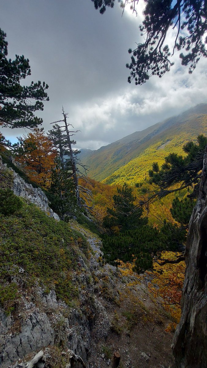 Nel <a href="/ParcodelPollino/">Parco del Pollino</a> vegeta #Italus, patriarca dei pini loricati: 1.200 anni di vita: l'albero più antico d'Europa. 
#Calabria e #Basilicata