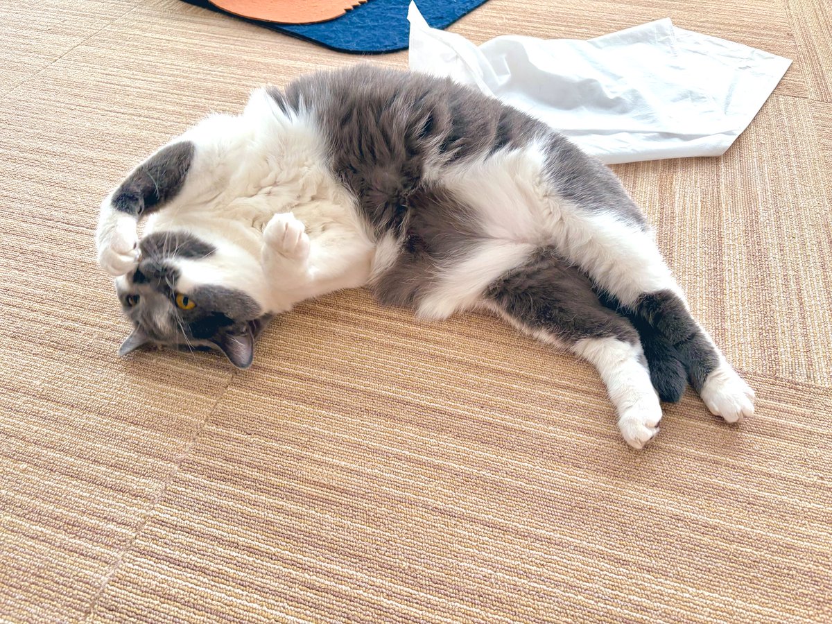 ♡にゃんこ♡ すっち on X