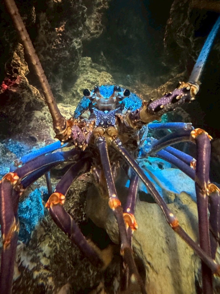 HelloRegend's tweet image. 【演者紹介⑳】

①凪羽
②蜂谷、麻薬
③東京大学お笑いサークル笑論法
④殺られる間合い

ご予約はこちらから！
⬇️
tiget.net/events/435932