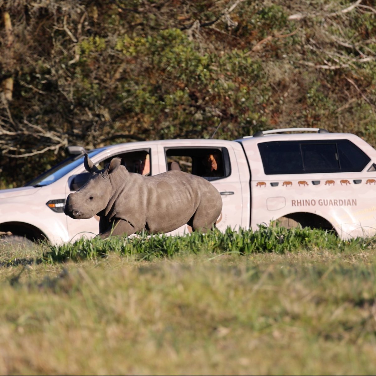 DrWillFowlds's tweet photo. The world is scary enough right now, and while current #rhinopoaching trends are no trick, we wanted to go with a rhino treat this #Halloween.
📸 Joel Perkins https://t.co/EwjMv4XZeR