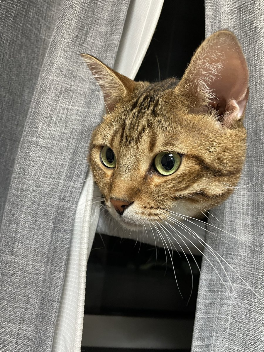 夜のﾆｬﾙｿｯｸ 🌃

もうすぐﾊﾛｳｨﾝにゃんだって🎃
おばけ来るかﾆｬ~👻
見張ってるﾆｬﾝ…👀✨

⋆｡°✩.𖥔 ݁ ˖ ⋆｡°✩.𖥔 ݁ ˖ ⋆｡°✩.𖥔 ݁ ˖ ⋆｡°✩.𖥔 ݁ ˖

#保護猫
#ねこかわいいね
#猫好きんと繋がりたい
#ベンガルmix
#キジサバシロmix