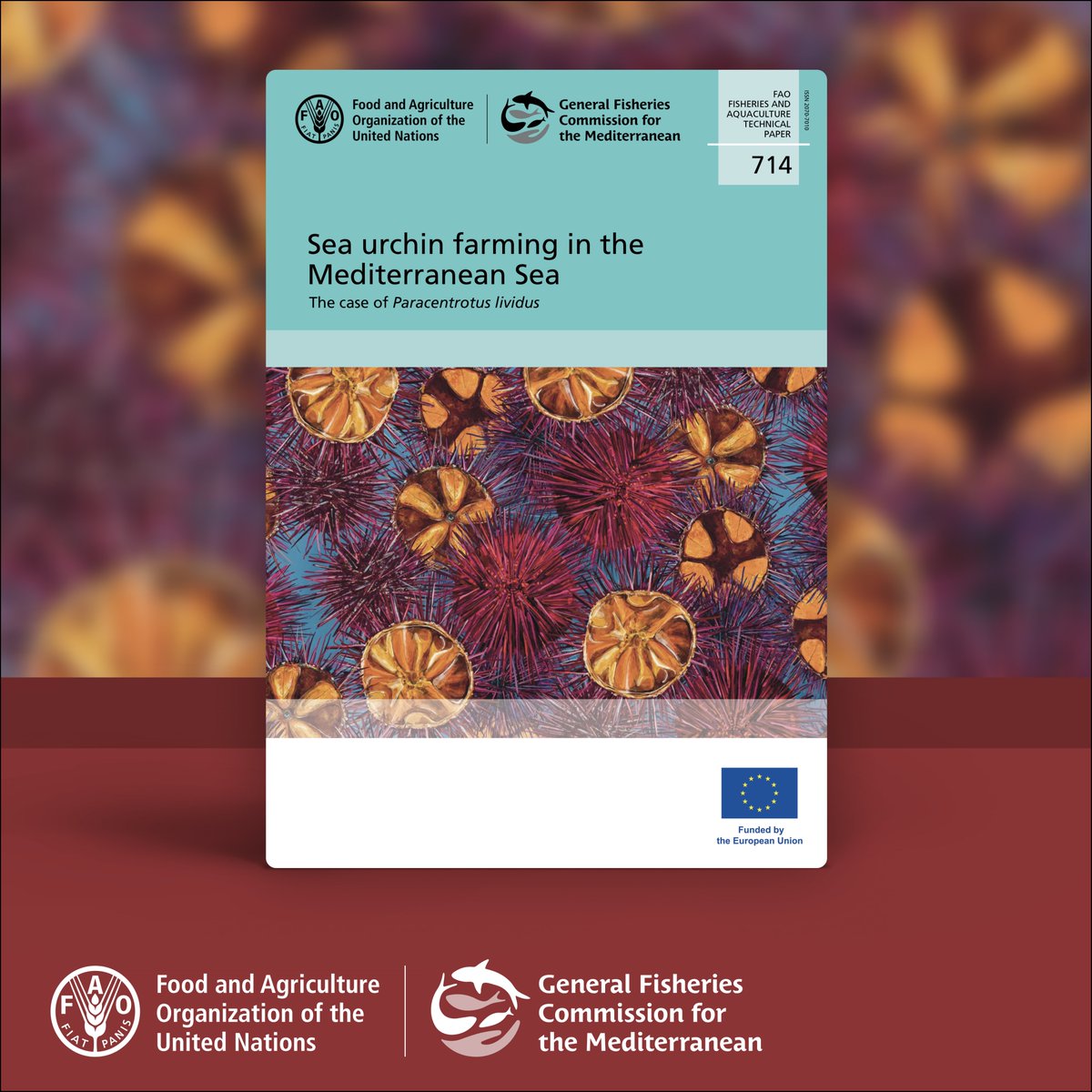 The #seaurchin Paracentrotus lividus plays a crucial role in shallow marine ecosystems &amp; is an important model organism for scientific research.

The #GFCM is prioritizing #sustainableaquaculture practices for the management of its populations.

Read more: openknowledge.fao.org/handle/20.500.…