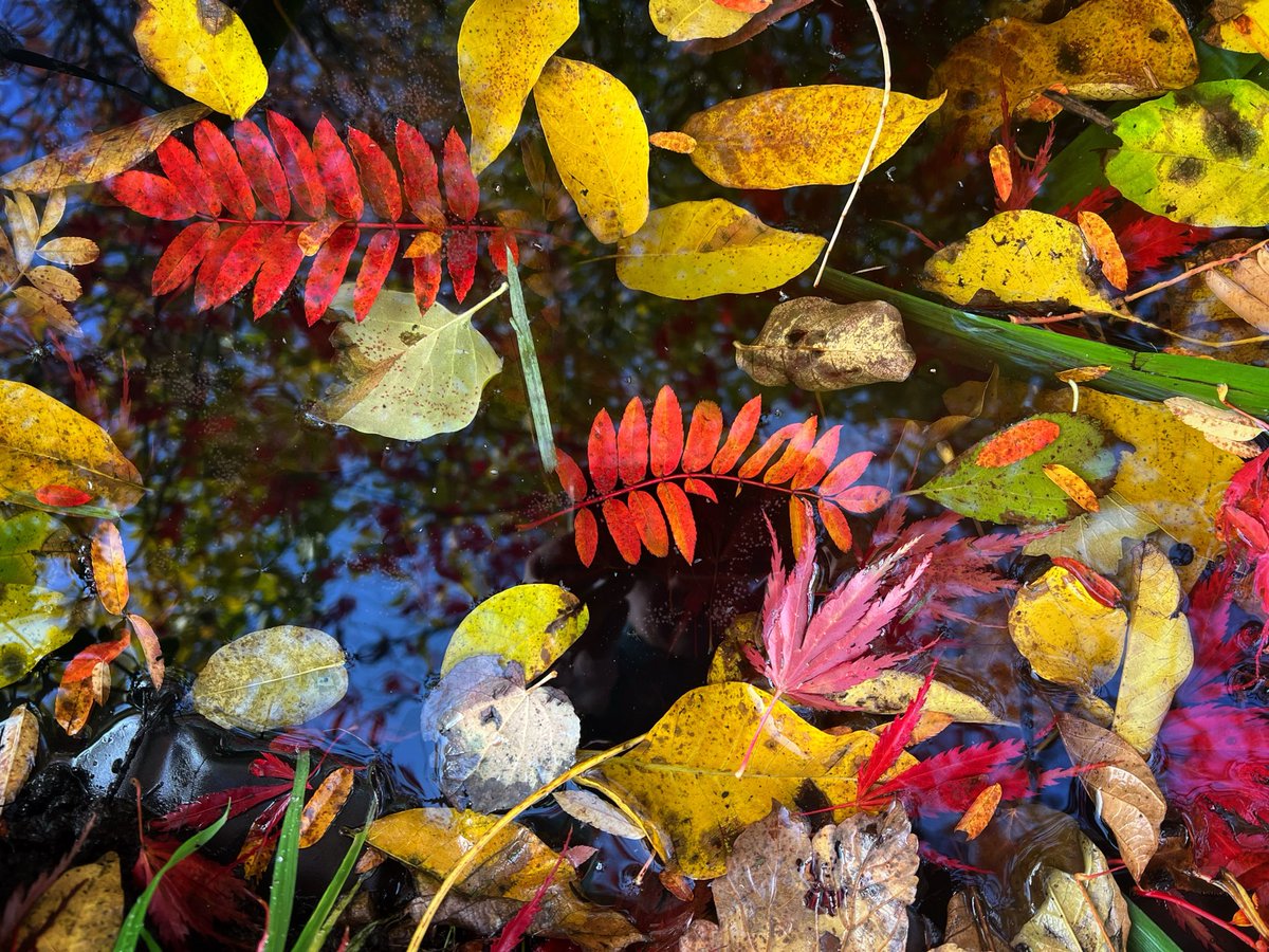 Prof Ryan tweet media