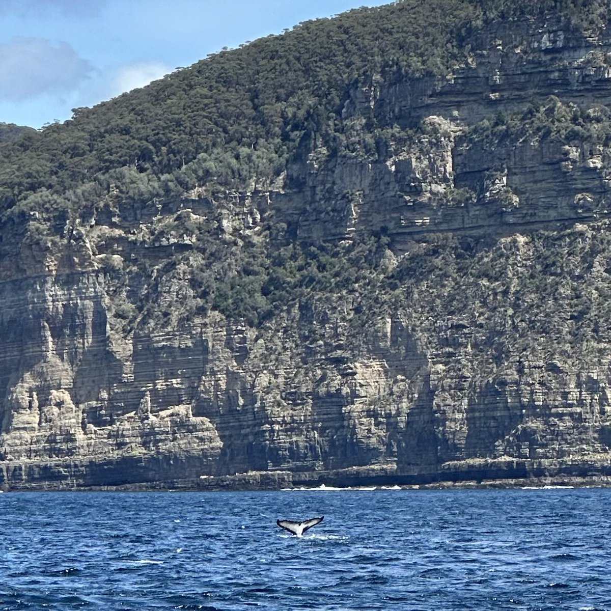 Roboplastikon2's tweet photo. @zyj_lepiej Jest i #kraken #tasmania https://t.co/yqZhfmnk5z