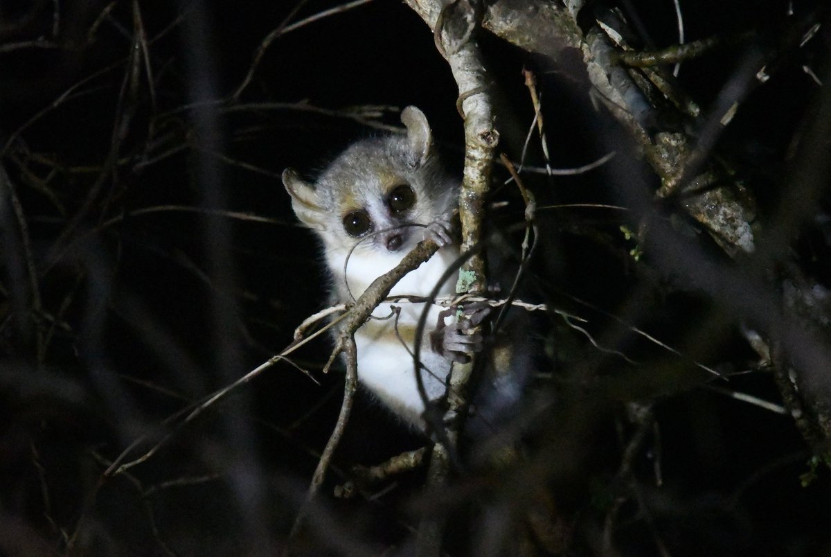 毎年最終金曜日は
〘世界キツネザルの日〙
ということで！
10月31日(金)までの3日間！
🇲🇬マダガスカルで出会ったキツネザル達の写真を📸upします🙋🏻

 #世界キツネザルの日  #マダガスカル