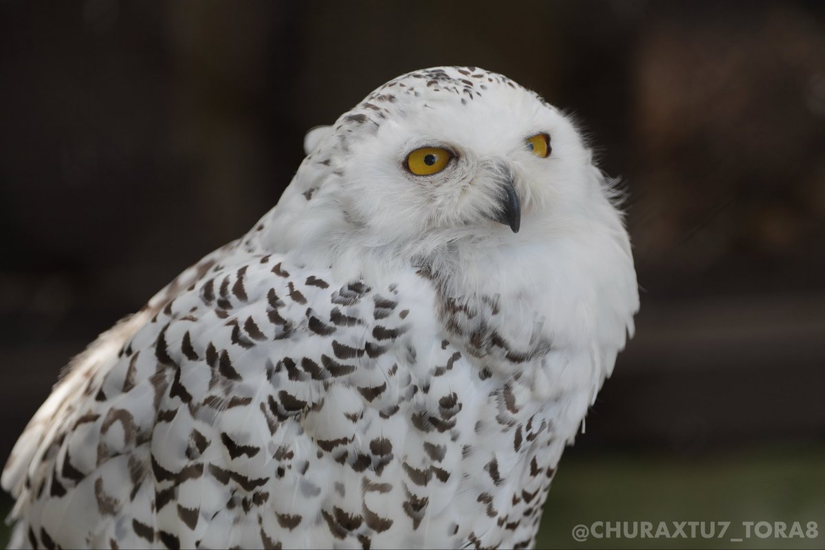 ちゅらっ🐅 on X