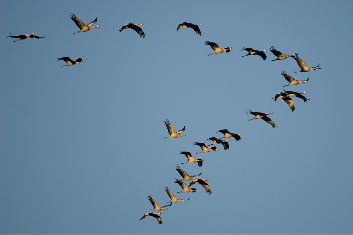 #Vogelgrippe breitet sich bei Wildvögeln aus. DJV ruft zu Vorsicht auf. Verendete Tiere nicht anfassen. Funde bei Behörden melden und über die TFK-App. Auch Hauskatzen sind gefährdet! Jäger, Geflügelhalter und Katzenbesitzer: Fokus auf Biosicherheit. go.jagdverband.de/vogelgrippe-20…