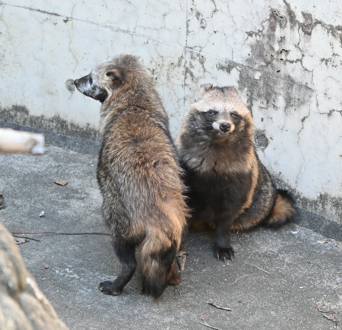 【たぬき様】専用 網戸 NH83-180B セイキ 中折網戸 NHタイプ ブロンズ W830～876