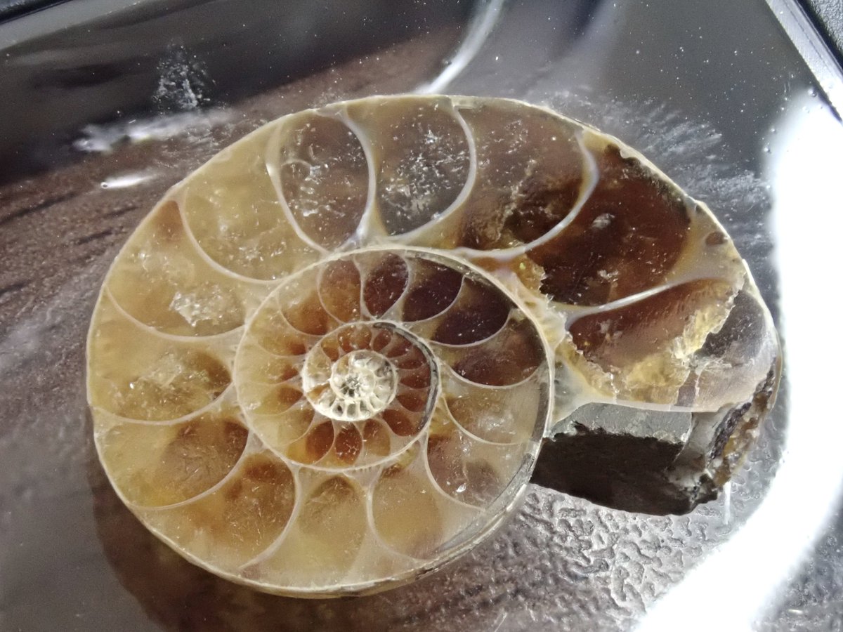 国産化石 北海道小平 ２５１０１２－7 Yahoo!オークション -「小平」(化石) (科学、自然)の落札相場