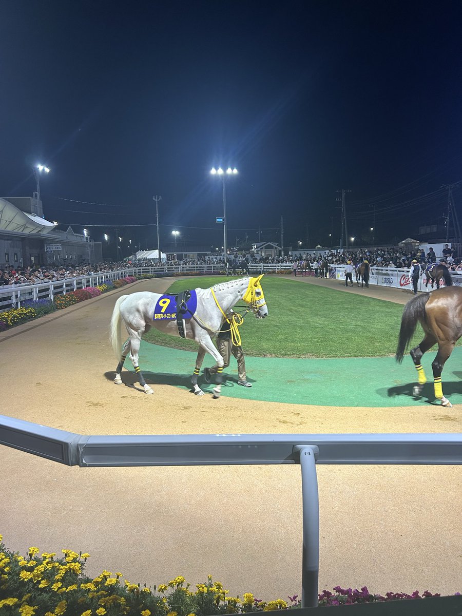 ゴールドシップ　まとめセット ゴールドシップ - 競馬グッズの通販サイト ノーザンホースパーク