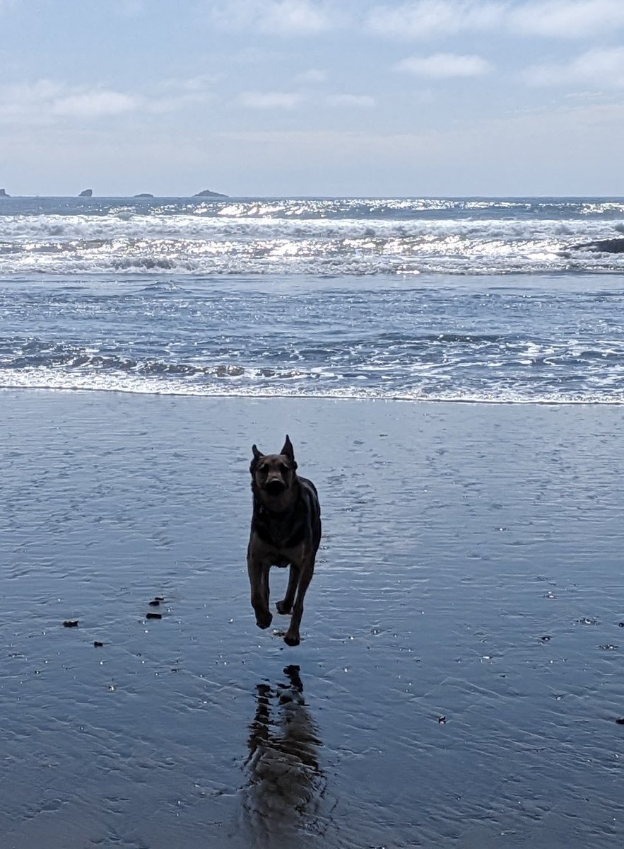 RCBULL4's tweet photo. Our dog is flying at the ocean. Cool picture I just had to share. https://t.co/YxmKbhEs08