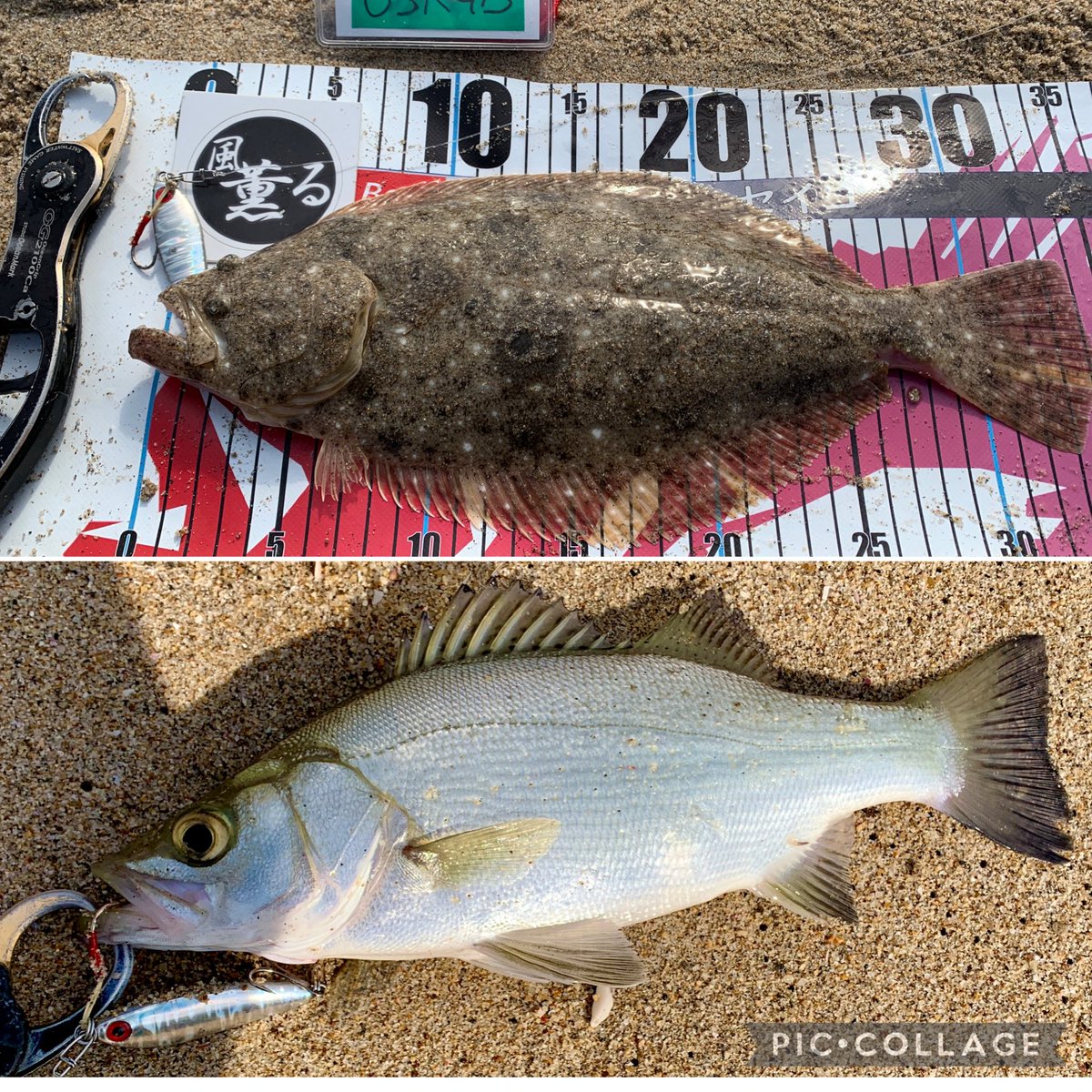 ひらめ　ページ 10月19日🐟お魚図鑑🐟 新魚種のヒラメー！55cm🐟 ランディング