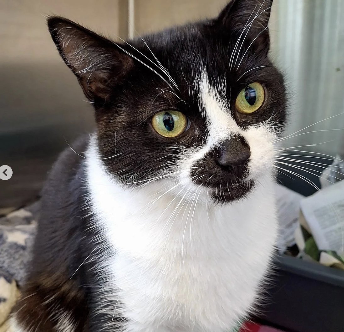 Meet Caroline — a playful, energetic young cat looking for her forever home! 🖤🤍 She loves playtime and would thrive with someone who can give her lots of attention (and safe outdoor adventures!).

🐾 Could you be the one? felinefriendslondon.uk/adoption/carol…