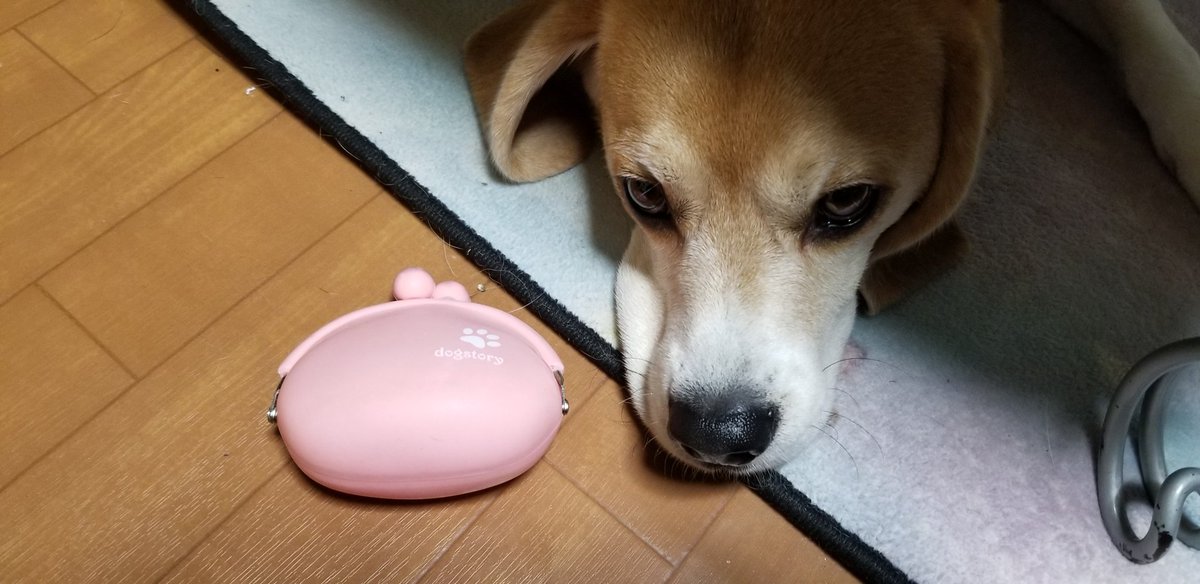 そらちゃんのおやつがまぐち。
この間の爪切りの時に植松先生のとこに落として来ちゃった。
ないとなんとなく不便で、今日先生のとこに行ったメガ君ママに貰って来てもらった。