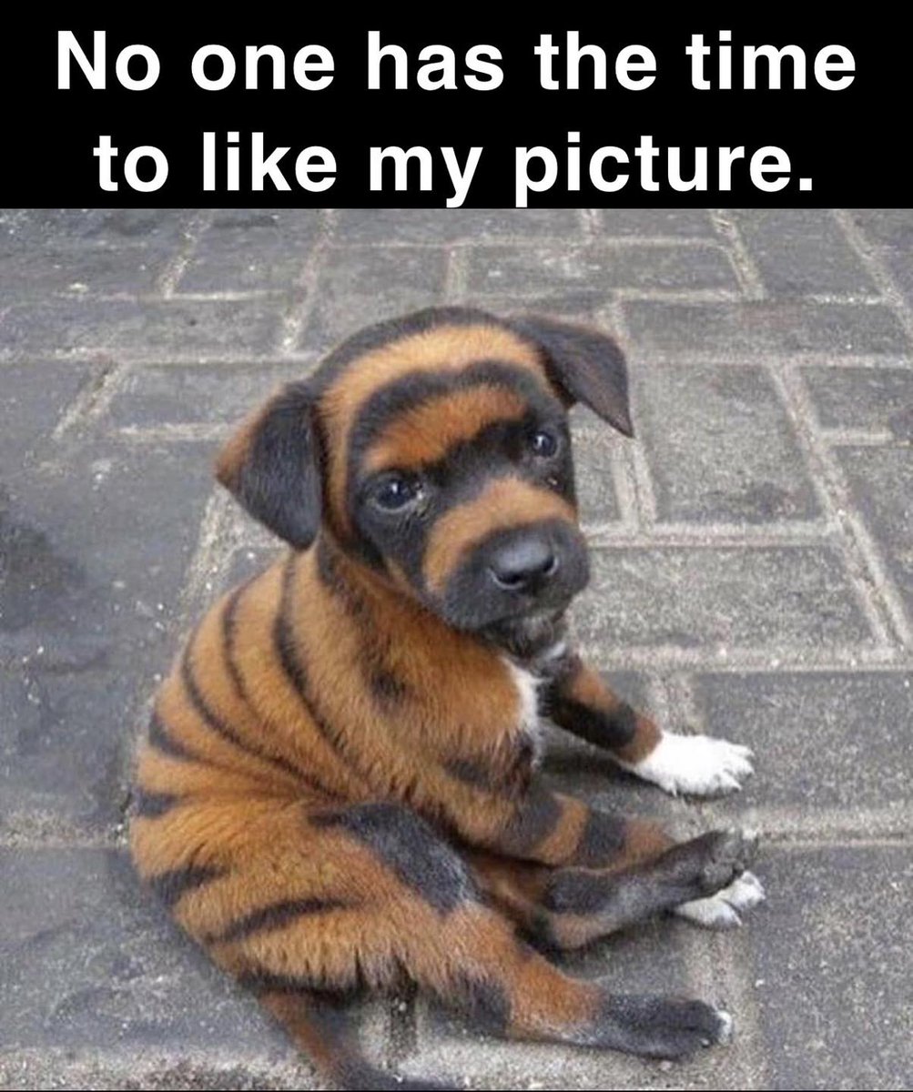 Beyond The Leash tweet media