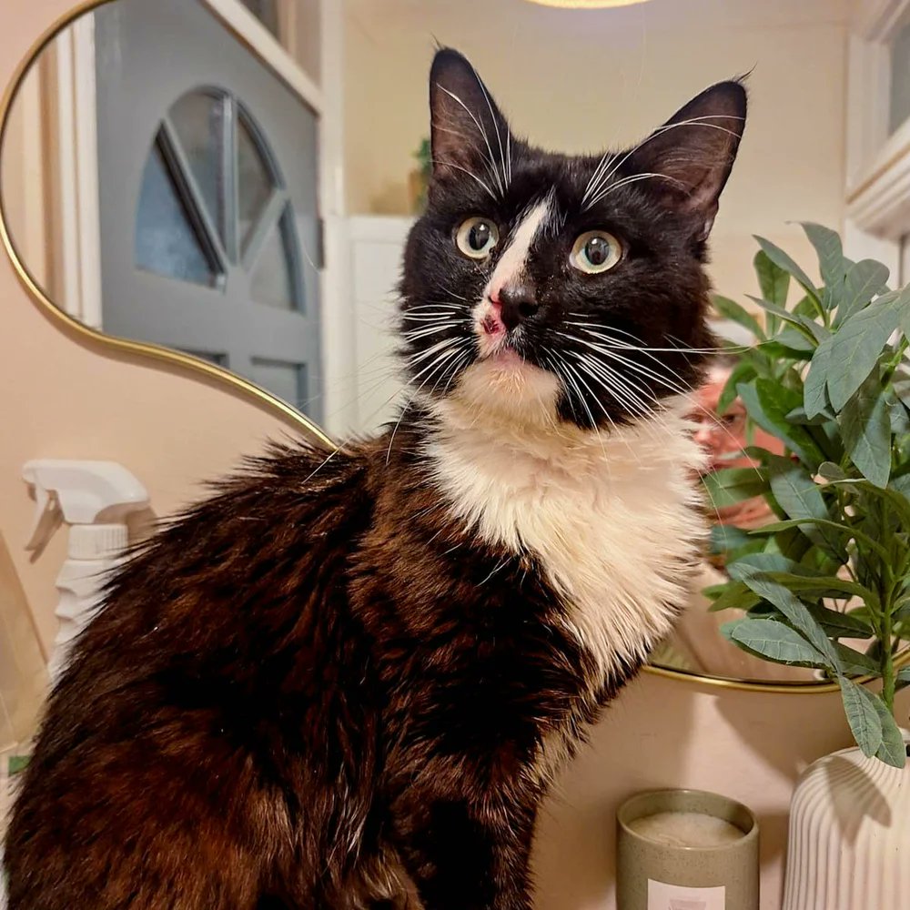 Vet bills are rising, but our love for the cats we help never changes 💛
Every donation, big or small, makes a real difference and helps us keep saving lives every single day.
Thank you for supporting our work 🐾 

Donate here 🥰: paypal.com/donate/?cmd=_s…