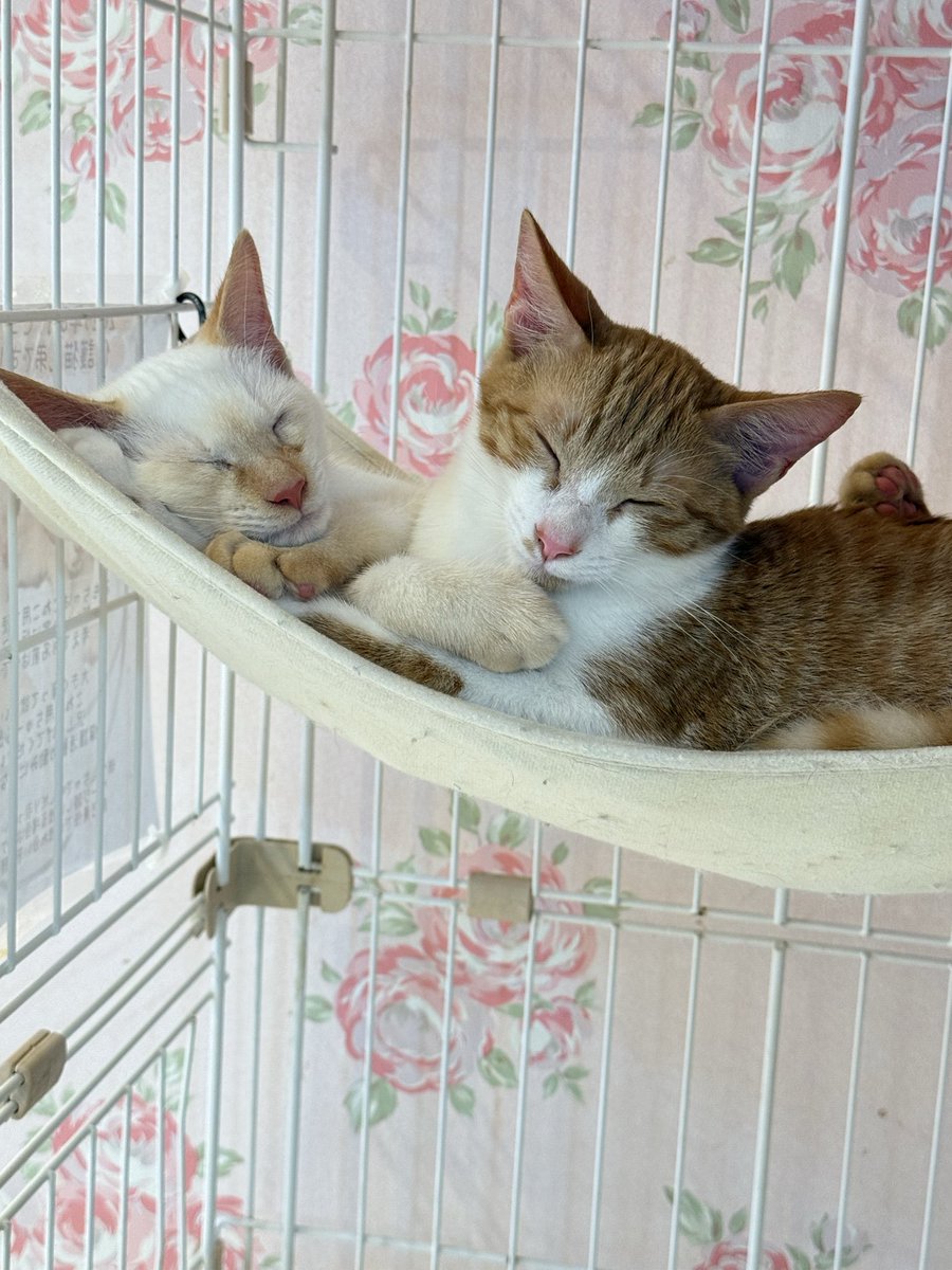 猫チキ！ 猫カフェ 猫ちゃんといっしょ on X