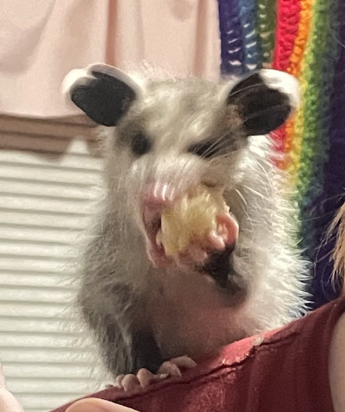 Possumeveryhour.io (@possumeveryhour) on Twitter photo 