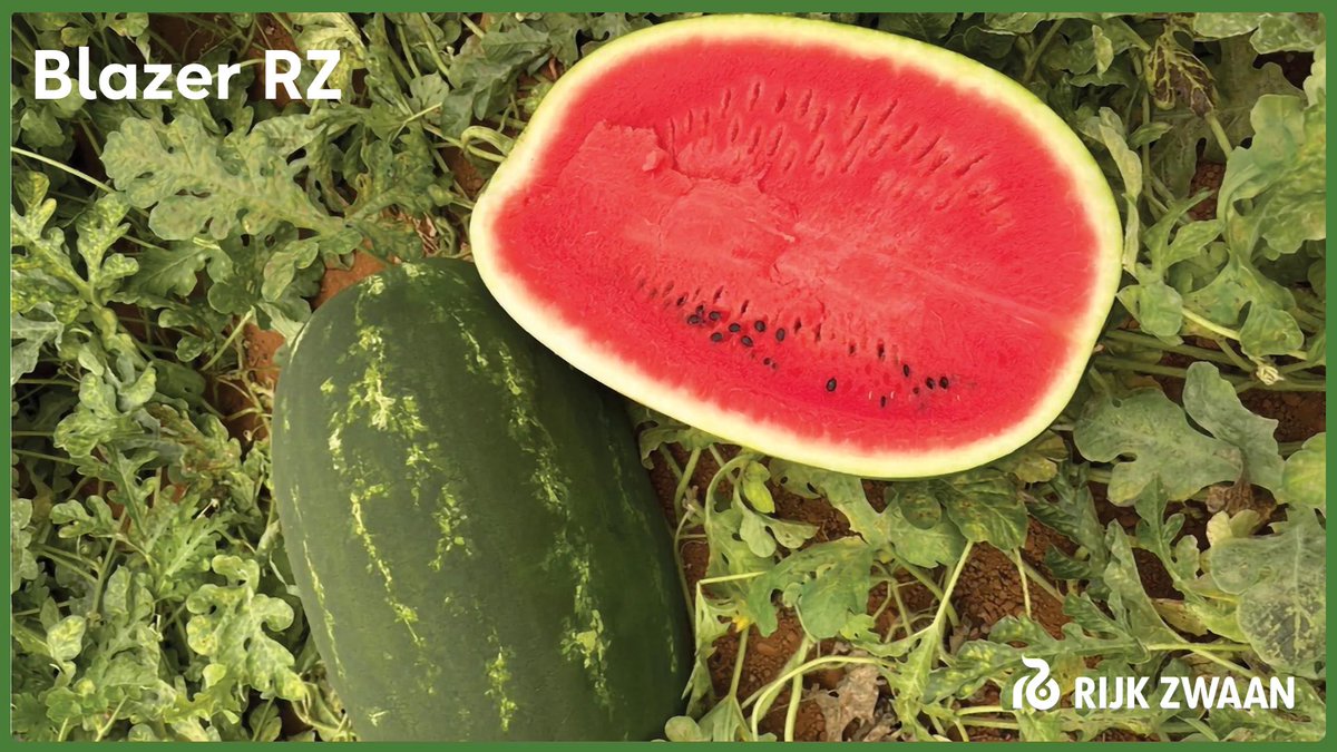 Blazer RZ
• Υβρίδιο καρπουζιού τύπου βαρέλα κατάλληλο για μεσοπρώιμες και όψιμες φυτεύσεις
• Πολύ καλή παραγωγή με μεγάλο μέγεθος καρπών 12-17 kg
• Τυπικό σχήμα βαρέλας σε όλες τις περιόδους φυτεύσεων
• Πολύ καλή ποιότητα καρπών εσωτερικά  με έντονο κόκκινο χρώμα
#sandissima