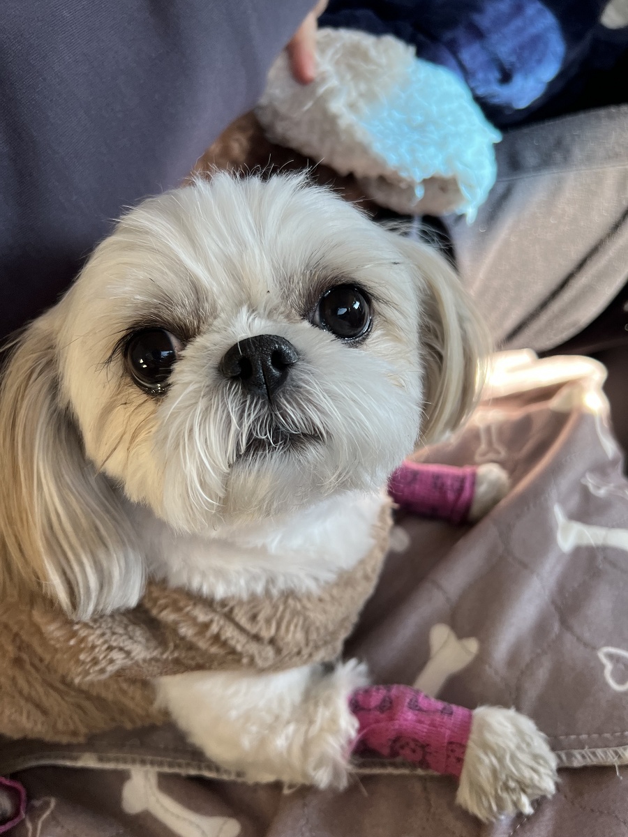 青春出版社 on X