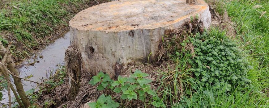 Burgers beschermen natuur met deze juridische instrumenten: Hoewel een gezonde natuur cruciaal is voor ons allemaal, worden natuurbeschermingswetten vaak overtreden doordat de handhaving tekortschiet. Als burger sta je echter niet machteloos: je kunt… dlvr.it/TNxX5y