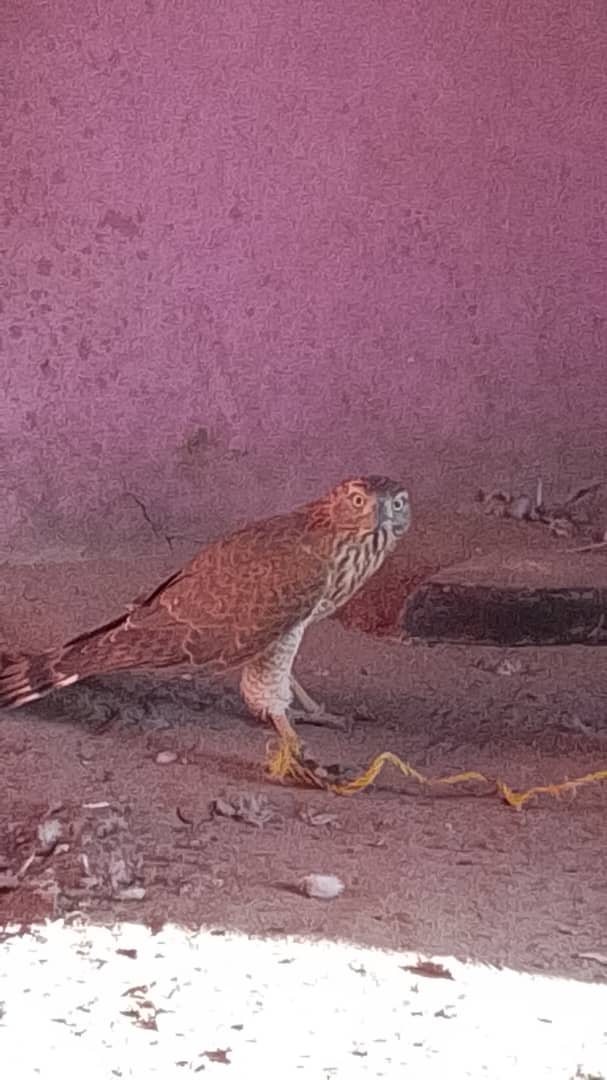 صقر ..... من يشتري