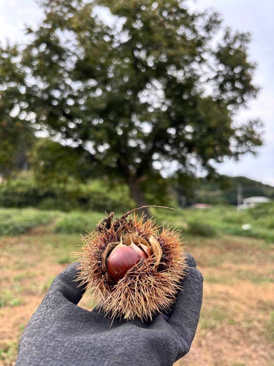 edu_gakushuin's tweet photo. 秋の自然体験実習では芋掘り🍠をしました。
すこし雨が降ったので、カエルがいました🐸
カレーもおいしくできましたね。 https://t.co/BvHmiJ2W6v