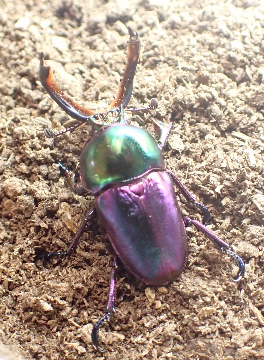 キタさん Zodiacworks ZTC-MT II 3S <ゾディアックワークス>｜平野楽器 ロッキン