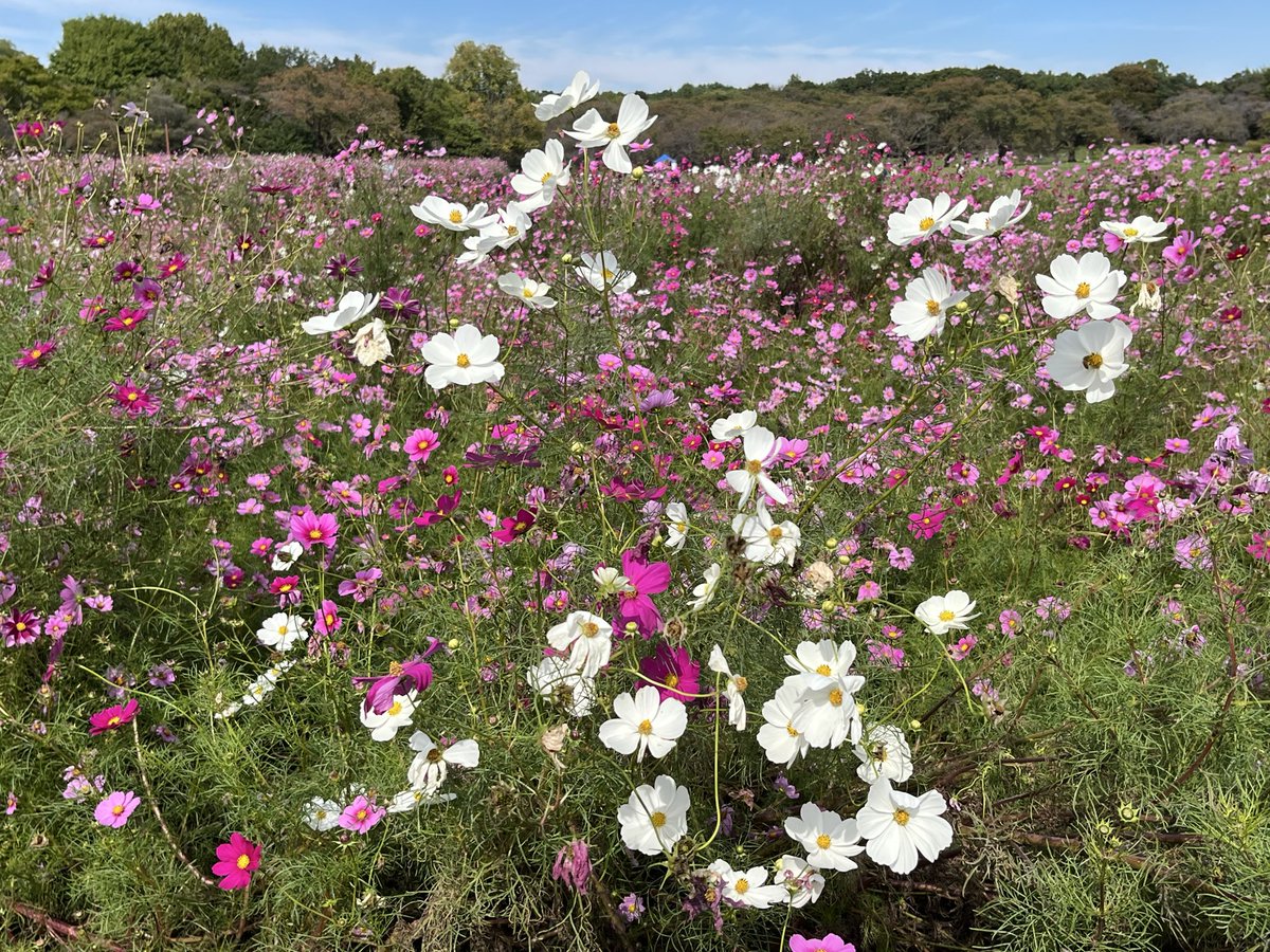 高田 かずゆき🍀 on X